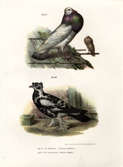 Englischer Kropftaube, 1864 von German School